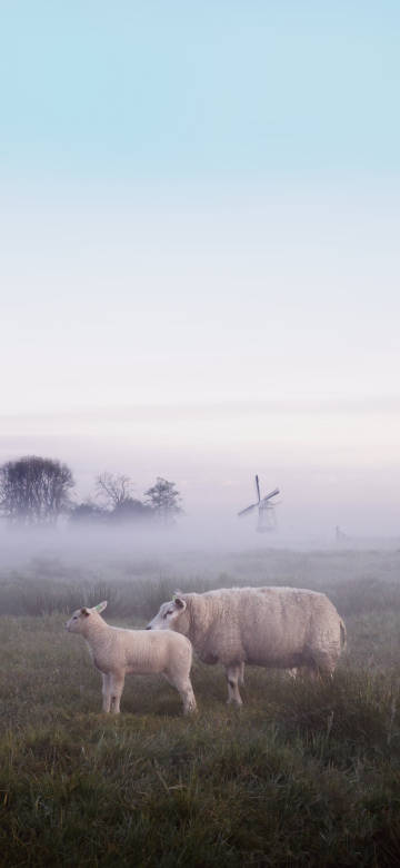 White sheep grazing in a grassy field 4K Phone Wallpaper