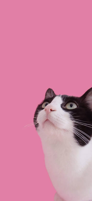 Cat Looking Upward in a Soft Pink Space 4K Phone wallpaper