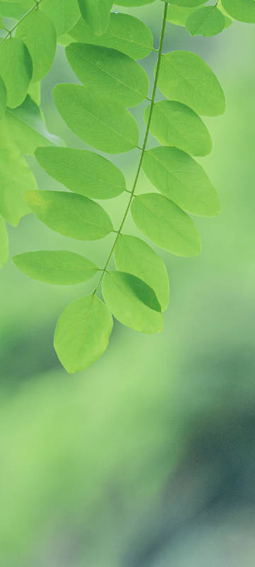 Green background with green leaves phone wallpaper