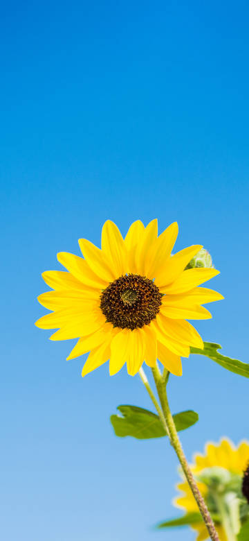 Sunflowers bloom against a blue sky background phone wallpaper