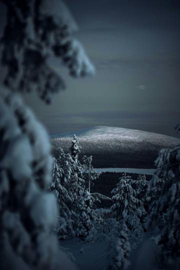 Pine Trees and Snow wallpaper