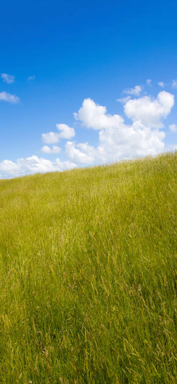 Blue sky, white clouds, vast green grassland phone wallpaper