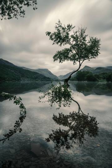 Tree With Reflection on Body of Water wallpaper