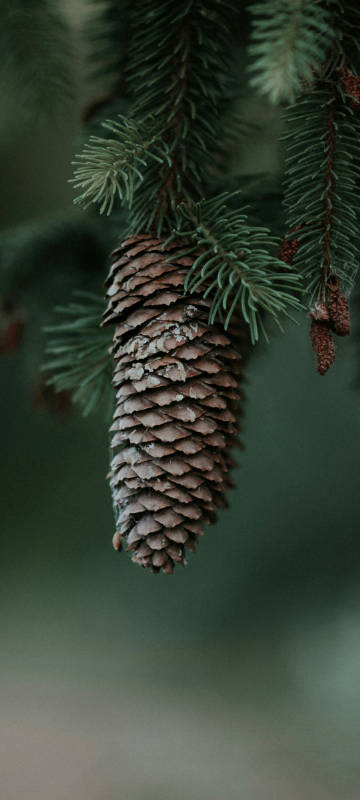 Pinecone close-up phone wallpaper