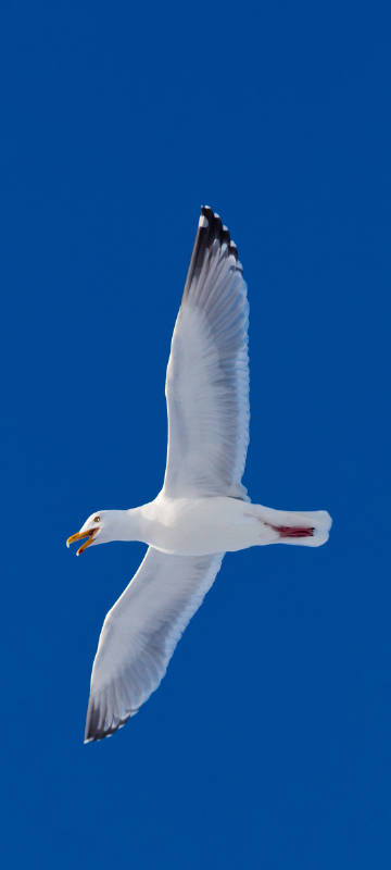 seagull soaring in the sky phone wallpaper