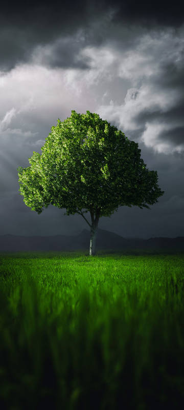 Sky cloud tree landscape phone wallpaper