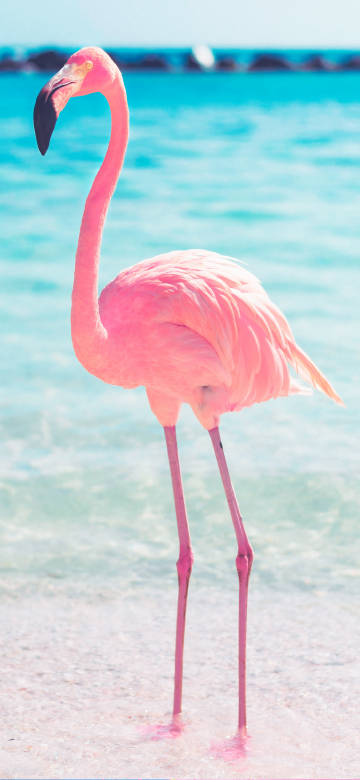 Aesthetic Flamingo Stands Near The Sea 4K Phone Wallpaper
