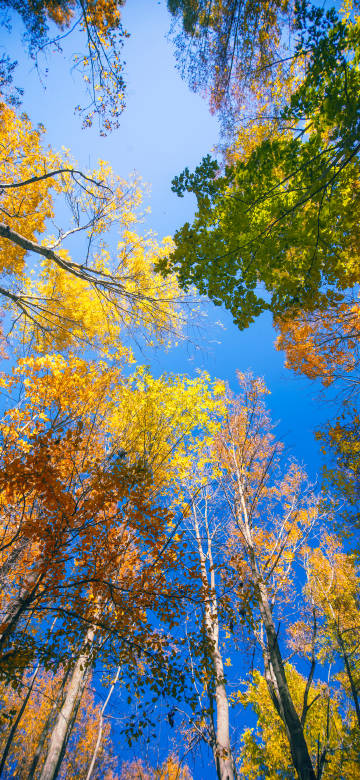 Autumn forest under blue sky background 4k phone wallpaper