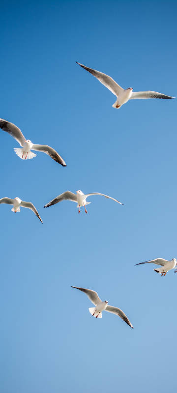 blue sky seagull phone wallpaper