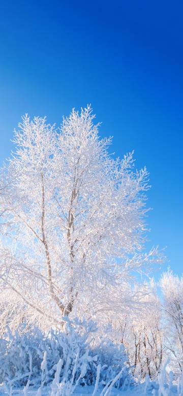 Winter rime scenery 4k phone wallpaper