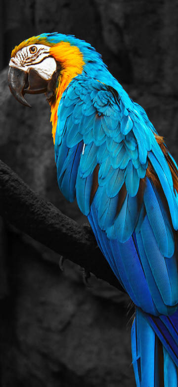 Beautiful Blue Macaw Parrot 4K Phone Wallpaper