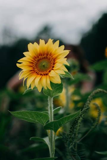 Sunflower Selective Focus Photography wallpaper
