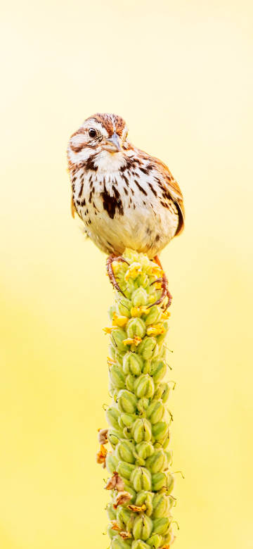 cute little bird standing on a green plant wallpaper
