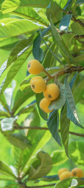 loquat on the tree phone wallpaper