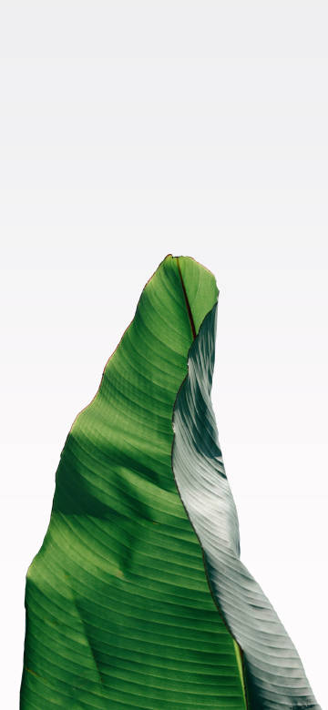 cool big green banana leaf phone wallpaper