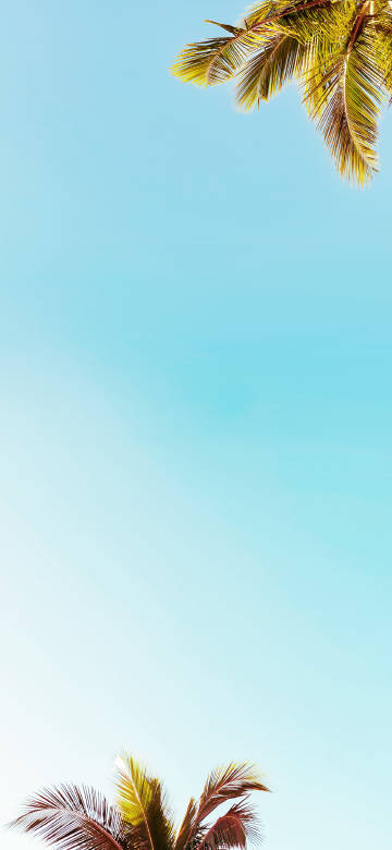 palm leaves against clear sky 4K phone wallpaper