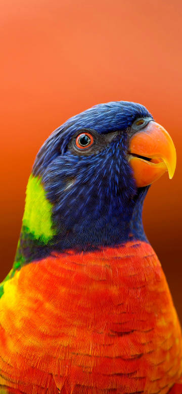 beautiful orange parrot 4K Phone wallpaper