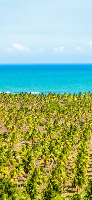 Coconut grove blue sea scenery phone wallpaper