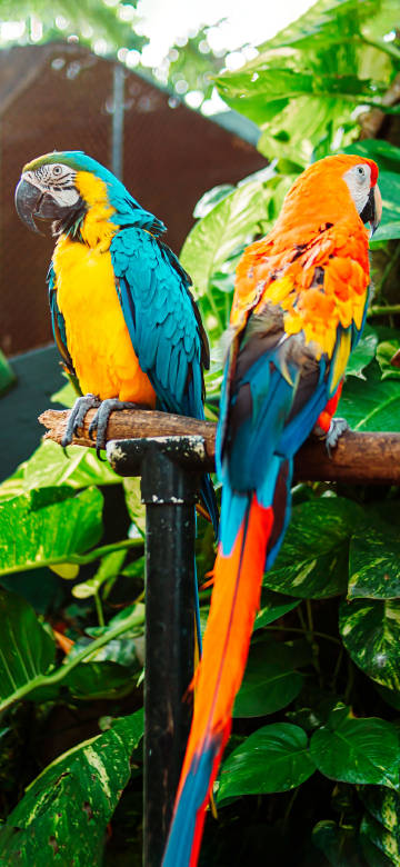 tow parrots standing on a tree branch 4K phone wallpaper
