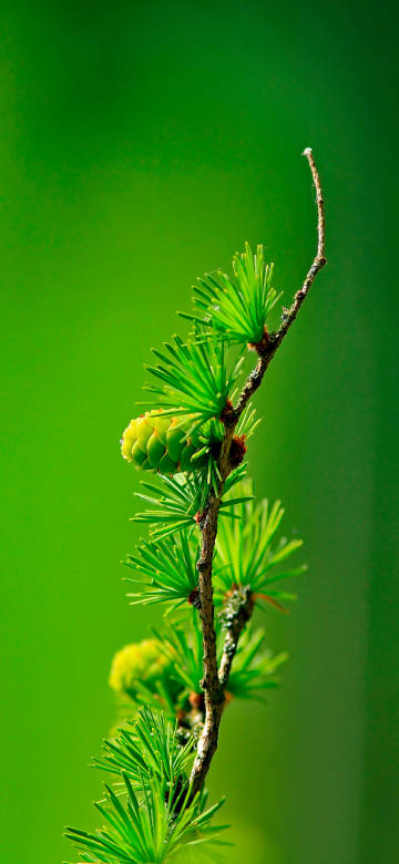 green pine tree leaves 4K phone wallpaper