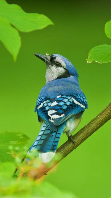 blue jay on the branches green background phone wallpaper