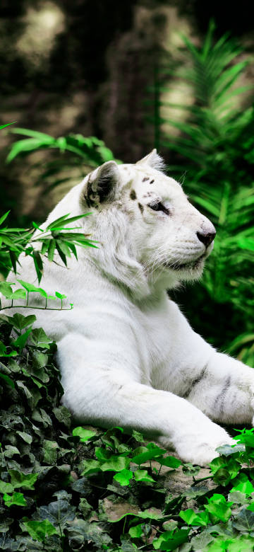 white tiger in the jungle 4K phone wallpaper