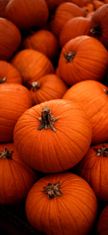 a Swarm of orange pumpkins 4K Phone wallpaper