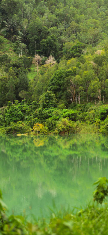 Lush forest calm  lake water phone wallpaper
