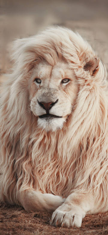 white lion lying down on the ground 4K phone wallpaper