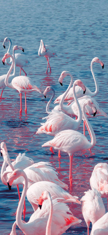 aesthetic flamingo birds in sunlight 4K Phone wallpaper