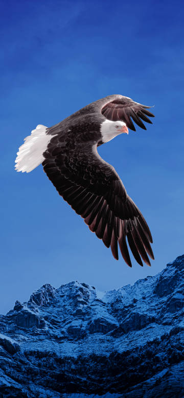 Bald Eagle Flies Through The Sky 4K Phone Wallpaper