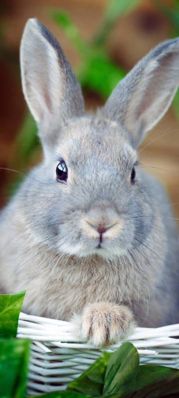 Gray cute rabbit phone wallpaper