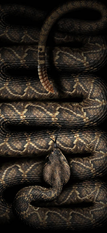 Curved rattlesnake 4k phone wallpaper