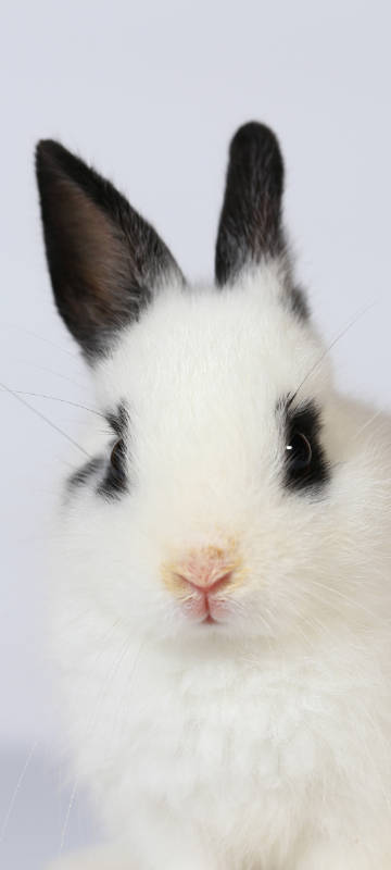White rabbit black ears phone wallpaper