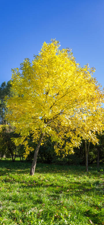 Golden leaves tree phone wallpaper
