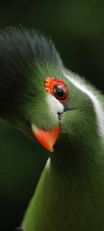 white-cheeked turaco bird animal cute phone wallpaper