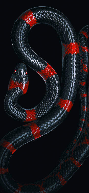 Black red striped snake with red eyes phone wallpaper