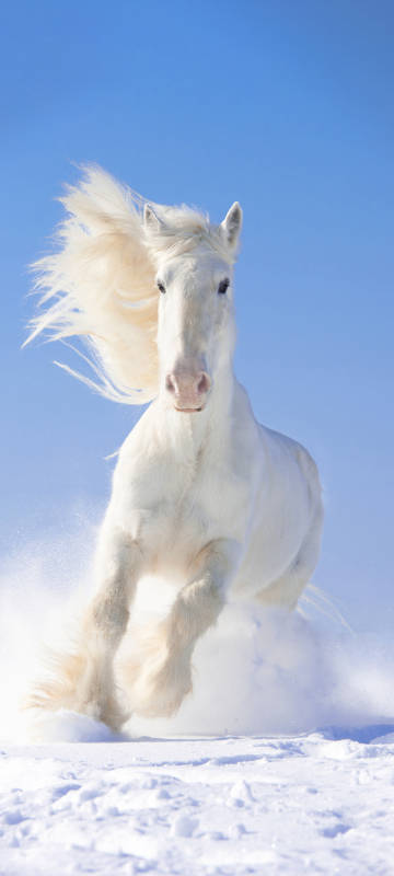 White horse winter snow running phone wallpaper