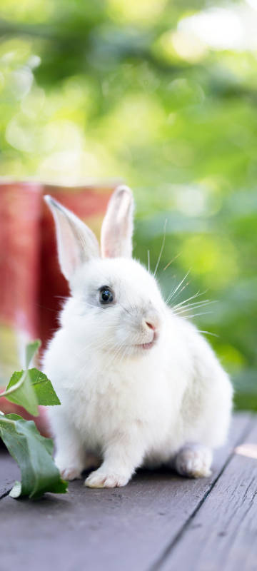 White cute rabbit phone wallpaper