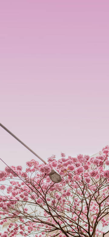 Beautiful pink cherry blossom tree 4K Phone Wallpaper