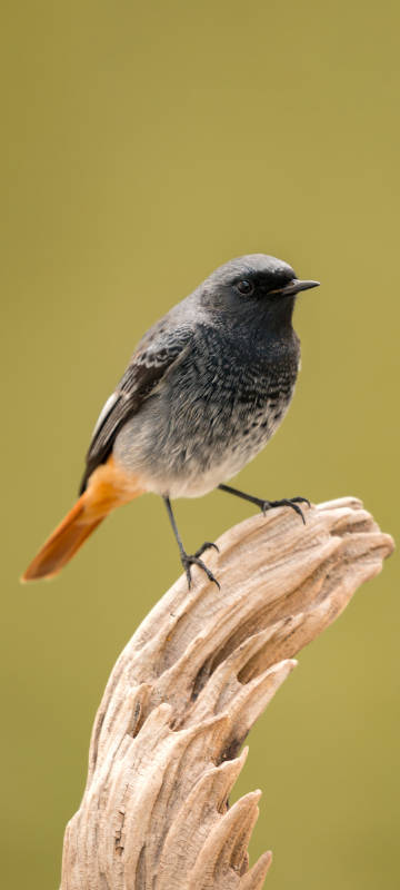 Black gray orange red tail bird phone wallpaper