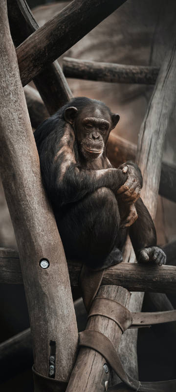 Quiet looking Chimpanzee Phone Wallpaper