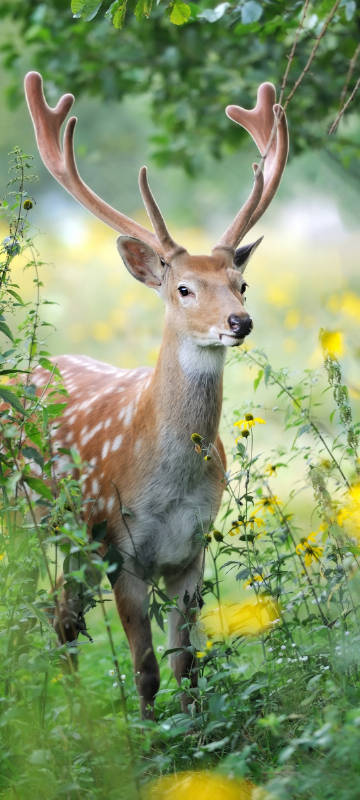 Sika Deer in the Grass Phone Wallpaper
