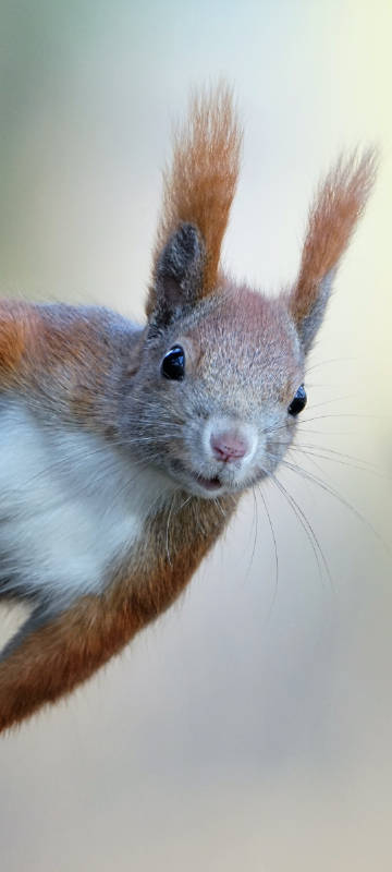 Cute Squirrel Close-up Phone Wallpaper