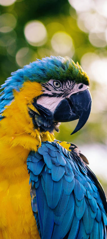 Vivid feathered Macaw Phone Wallpaper