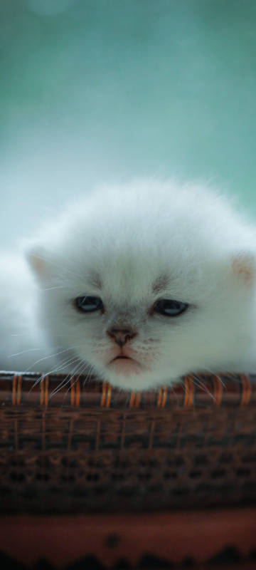 Cute White Kitten Phone Wallpaper