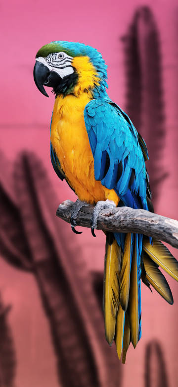 Macaw Perching On Tree 4K Phone Wallpaper