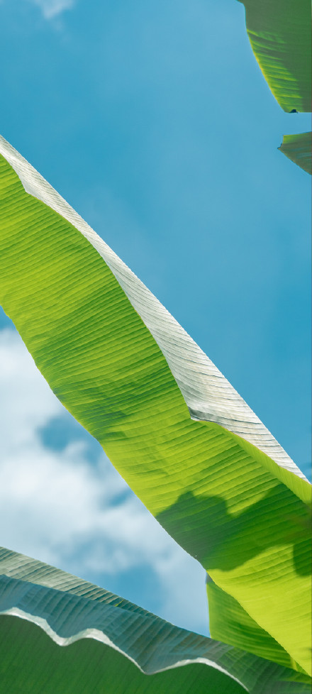 Burnt Leaves with Sky Scenery Phone Wallpaper