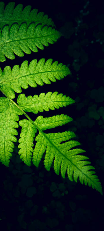 Close up of fern leaves phone wallpaper
