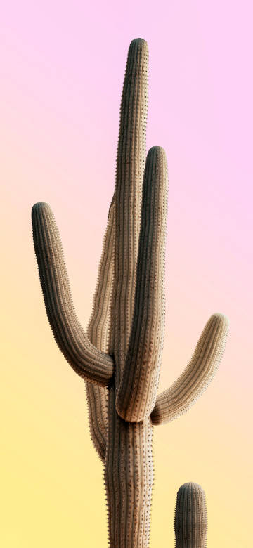 Simple Abstract Cactus Plants 4K Phone Wallpaper